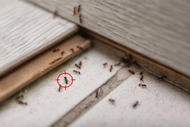 Best Best Pest Control Companies  in Phillips, WI