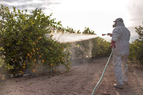 Best Termite Control Services  in Phillips, WI